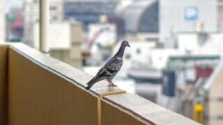 その鳥の答えは何